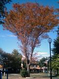 Japanese zelkova